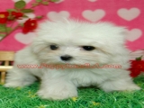 teacup maltese